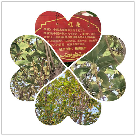 偉志模板的桂花樹(shù)開(kāi)了